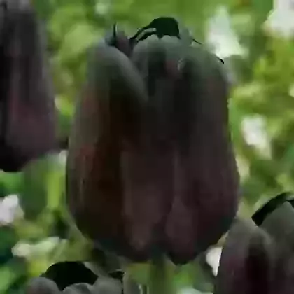 Mid Season Tulips